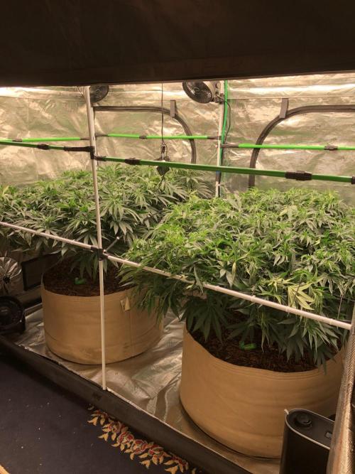 Critical Purple Kush Seedsman Indoor. Week 10