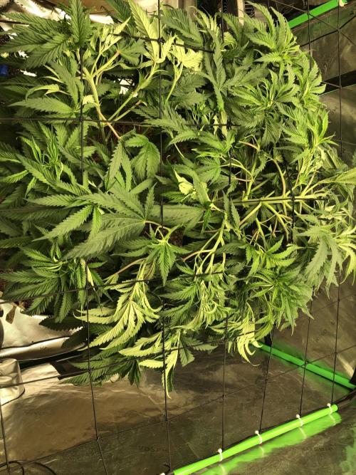 Colombian Jack Kannabia Indoor Spring 26. Week 10