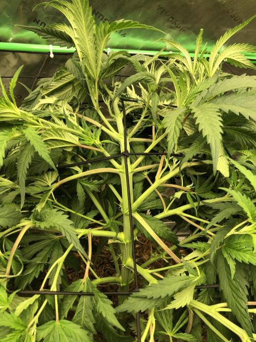 Colombian Jack Kannabia Indoor Spring 26. Week 10