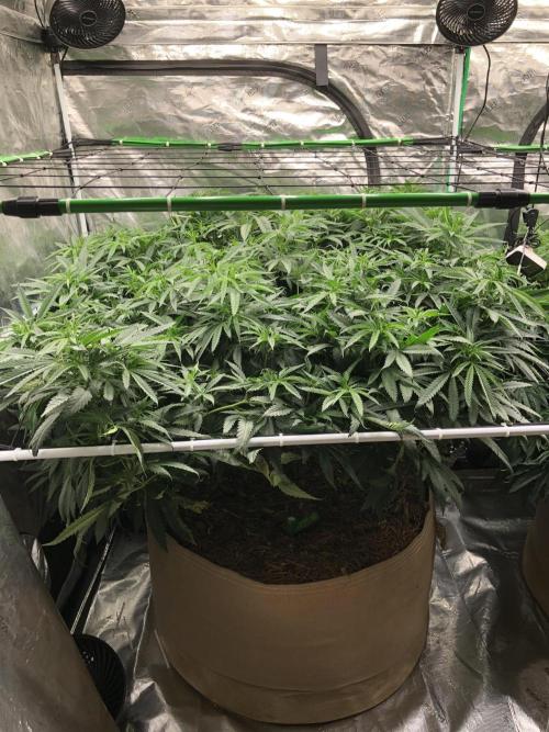 Critical Purple Kush Seedsman Indoor. Week 10
