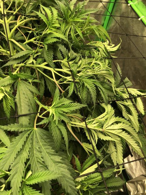 Colombian Jack Kannabia Indoor Spring 26. Week 10