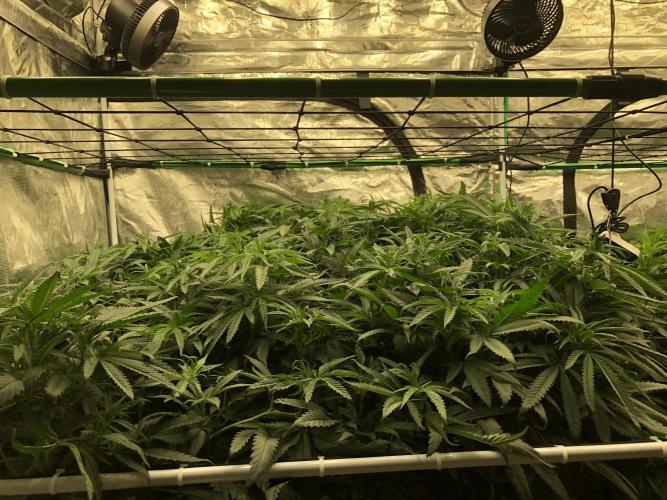 Critical Purple Kush Seedsman Indoor. Week 10