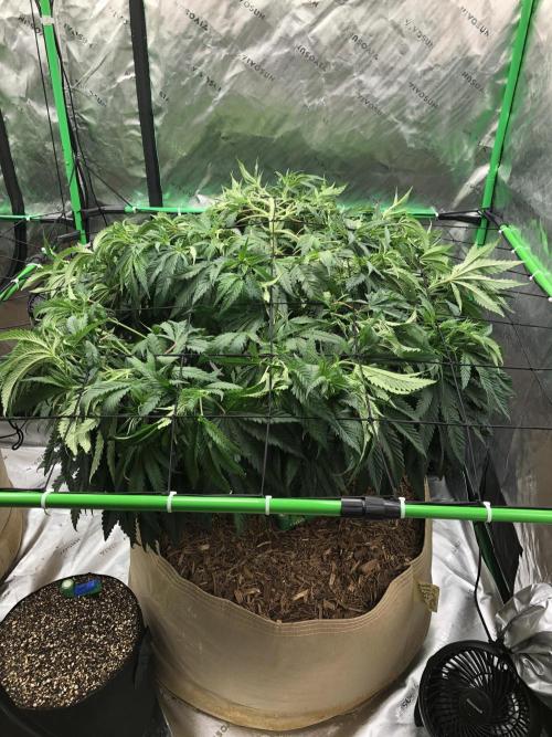 Colombian Jack Kannabia Indoor Spring 26. Week 10