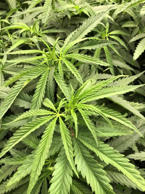 Critical Purple Kush Seedsman Indoor. Week 10