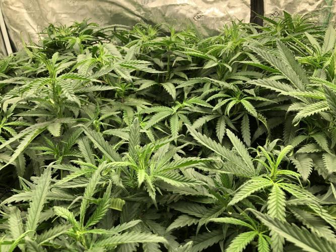 Critical Purple Kush Seedsman Indoor. Week 10