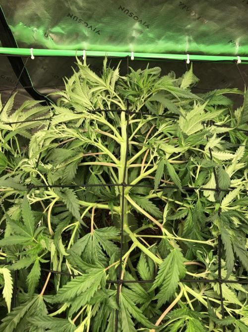 Colombian Jack Kannabia Indoor Spring 26. Week 10