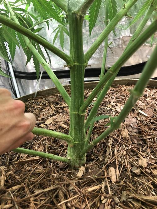 Critical Purple Kush Seedsman Indoor. Week 10