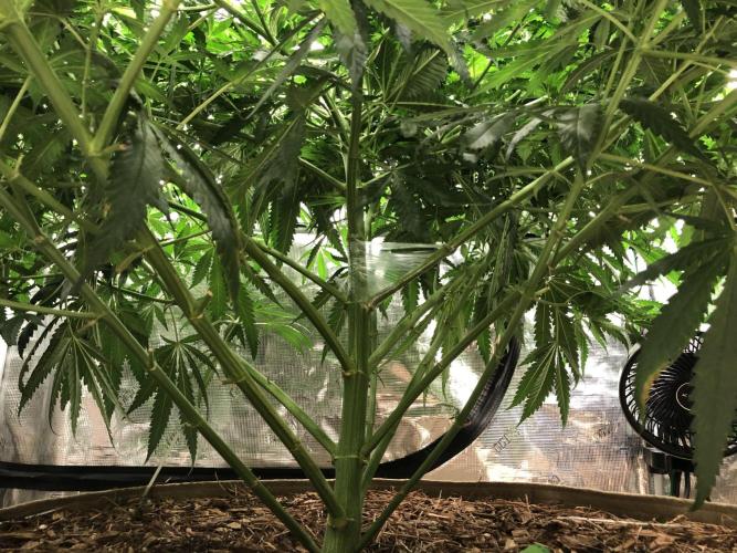 Critical Purple Kush Seedsman Indoor. Week 10