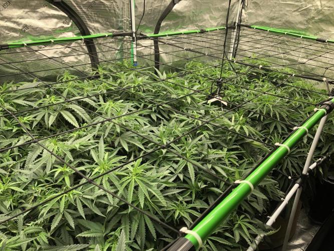Critical Purple Kush Seedsman Indoor. Week 10
