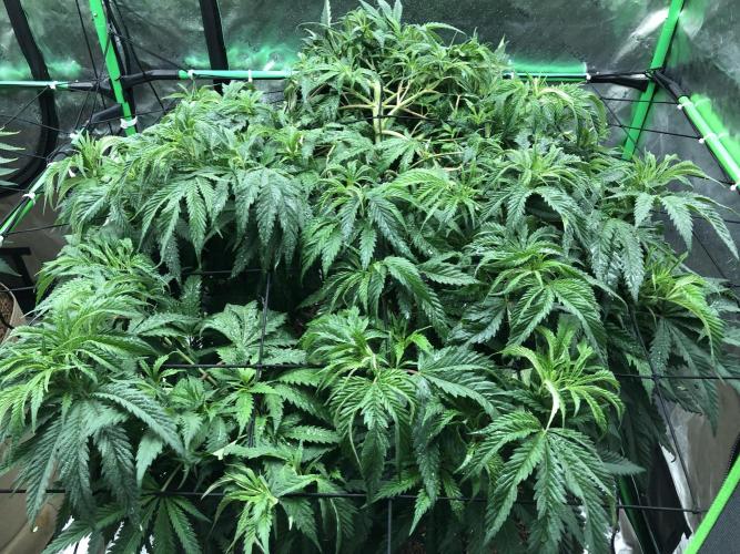 Colombian Jack Kannabia Indoor Spring 26. Week 10