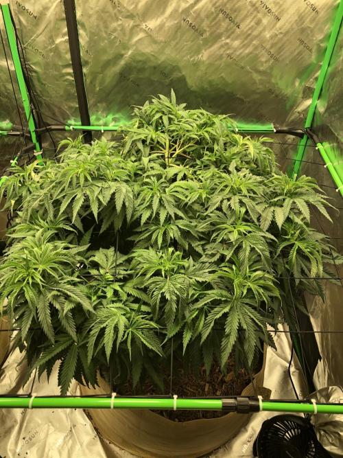 Colombian Jack Kannabia Indoor Spring 26. Week 10
