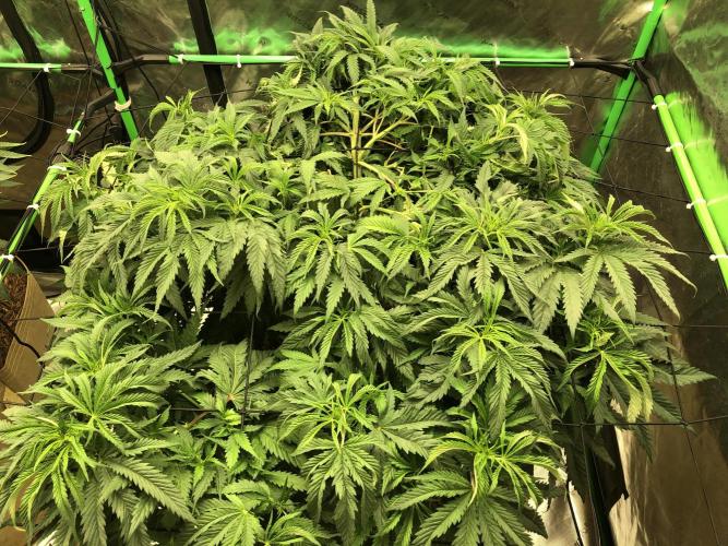Colombian Jack Kannabia Indoor Spring 26. Week 10