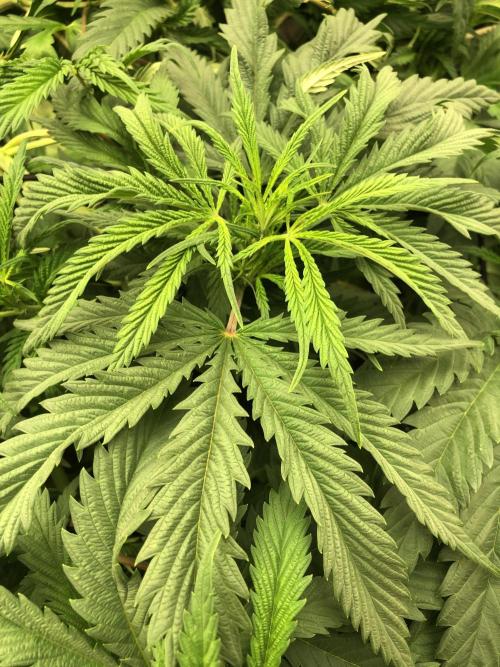 Colombian Jack Kannabia Indoor Spring 26. Week 10
