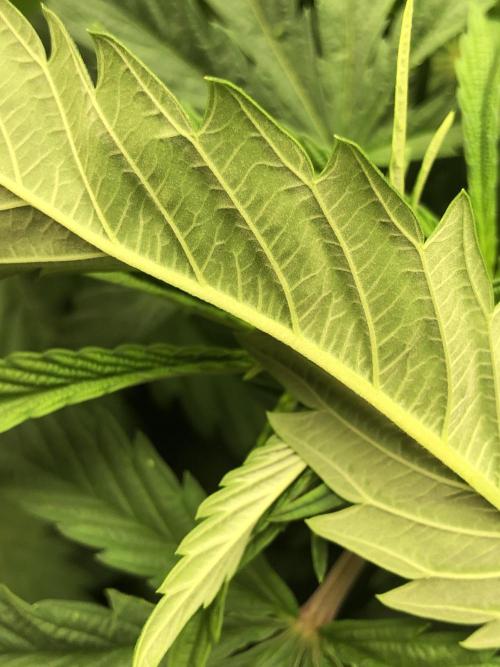Colombian Jack Kannabia Indoor Spring 26. Week 10