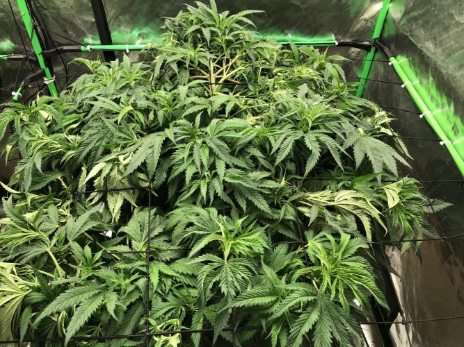 Colombian Jack Kannabia Indoor Spring 26. Week 10
