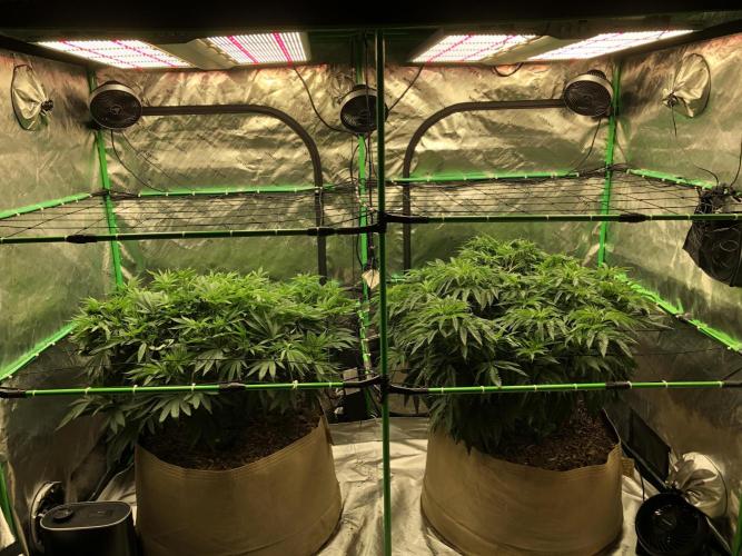 Colombian Jack Kannabia Indoor Spring 26. Week 10