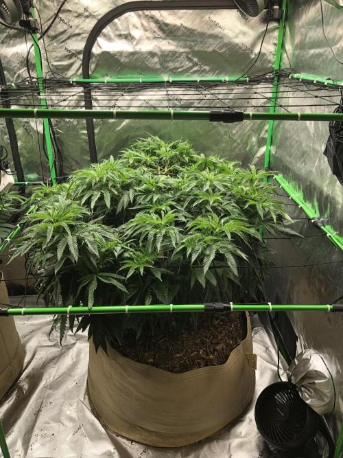 Colombian Jack Kannabia Indoor Spring 26. Week 10