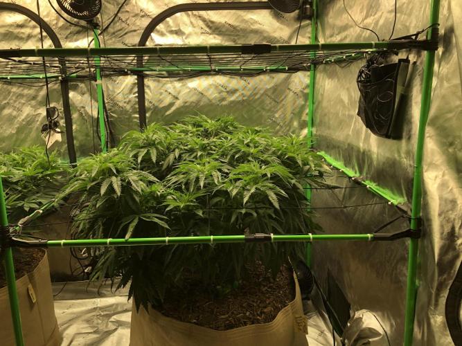 Colombian Jack Kannabia Indoor Spring 26. Week 10