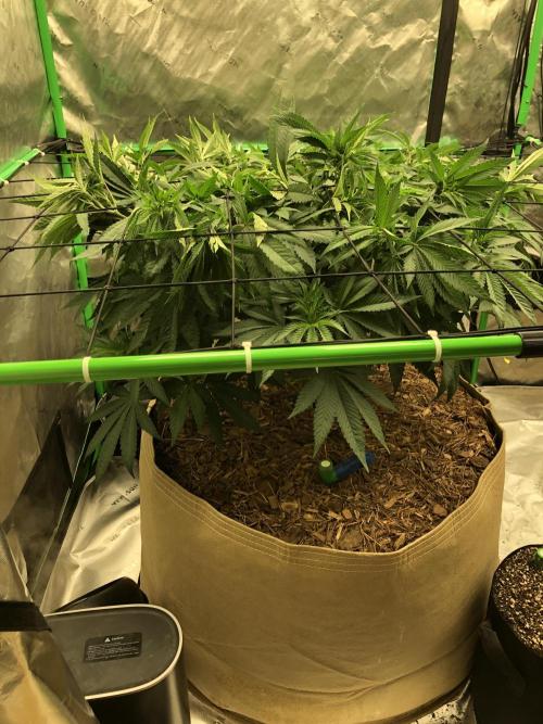 Karibbean Mango Indoor Spring 26. Week 9