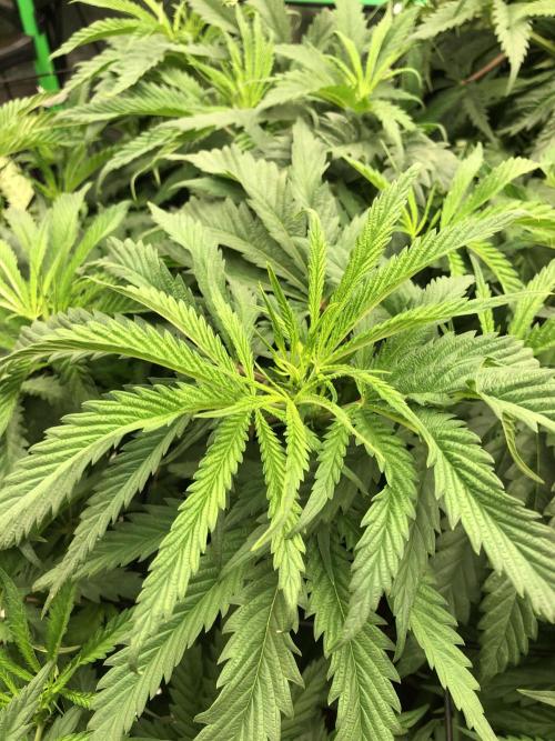 Colombian Jack Kannabia Indoor Spring 26. Week 10