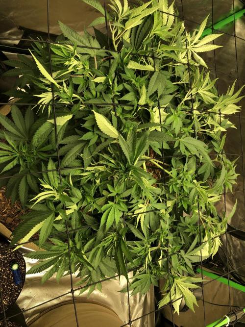 Karibbean Mango Indoor Spring 26. Week 9