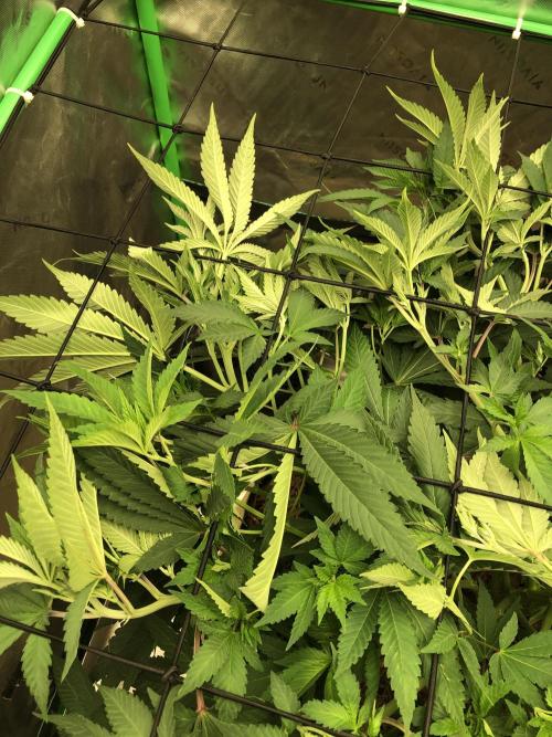 Karibbean Mango Indoor Spring 26. Week 9