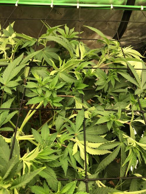 Karibbean Mango Indoor Spring 26. Week 9