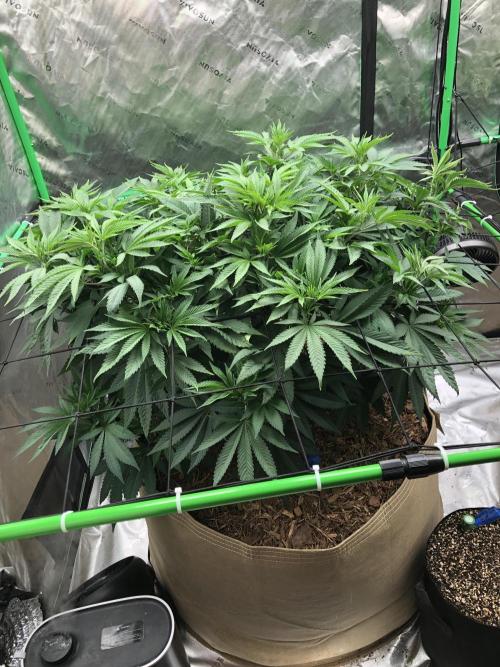 Karibbean Mango Indoor Spring 26. Week 9