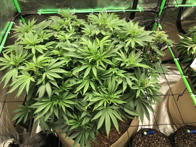 Karibbean Mango Indoor Spring 26. Week 9