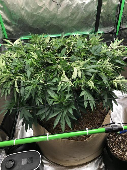 Karibbean Mango Indoor Spring 26. Week 9