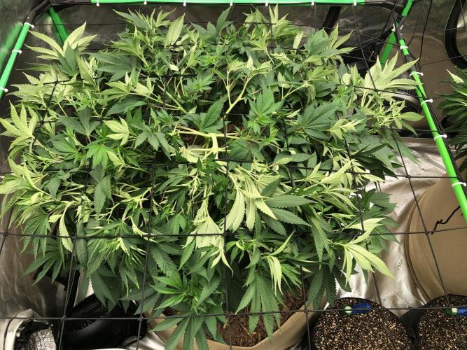 Karibbean Mango Indoor Spring 26. Week 9