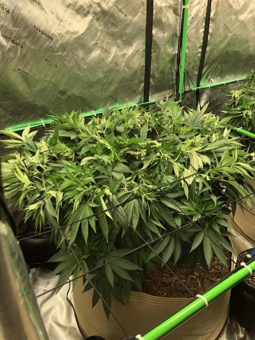 Karibbean Mango Indoor Spring 26. Week 9