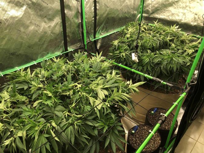 Karibbean Mango Indoor Spring 26. Week 9