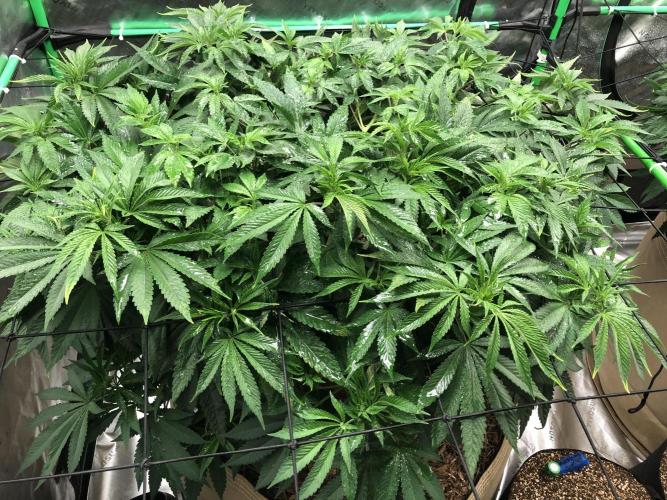 Karibbean Mango Indoor Spring 26. Week 9