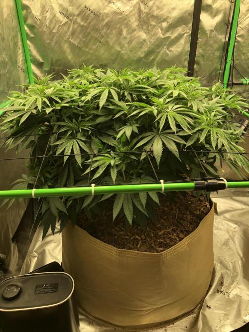 Karibbean Mango Indoor Spring 26. Week 9