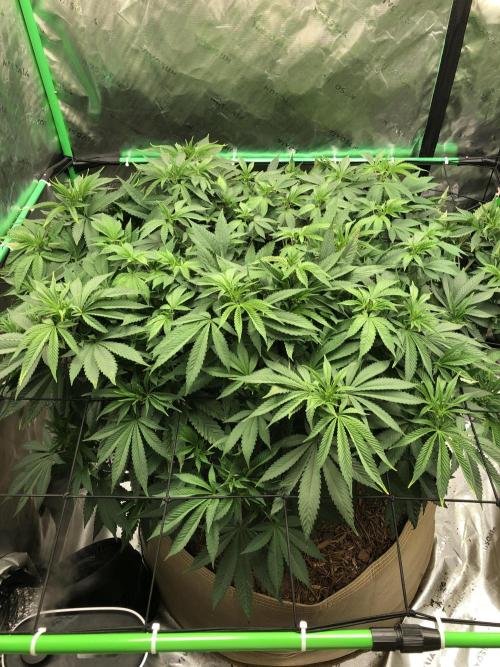 Karibbean Mango Indoor Spring 26. Week 9