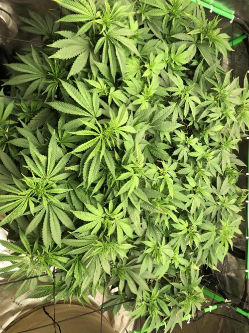 Karibbean Mango Indoor Spring 26. Week 9