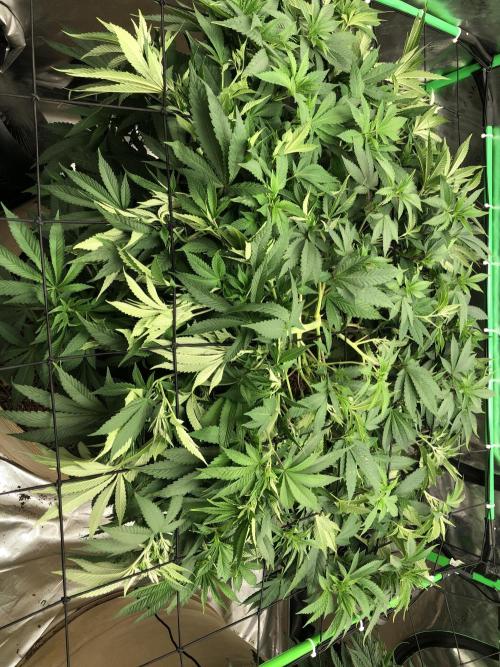Karibbean Mango Indoor Spring 26. Week 9