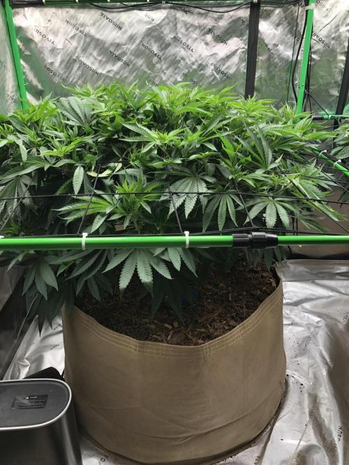Karibbean Mango Indoor Spring 26. Week 9
