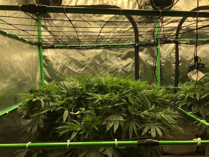 Karibbean Mango Indoor Spring 26. Week 9