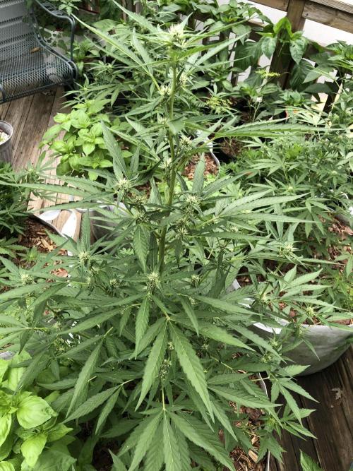 Pine Auto Outdoor Spring 26'. Week 5