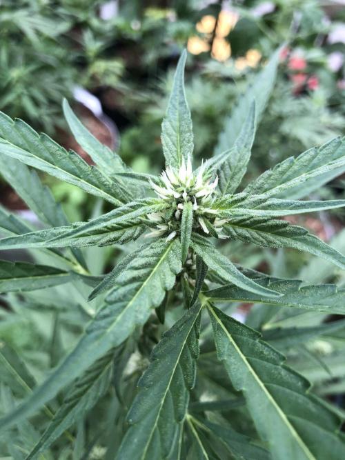 Pine Auto Outdoor Spring 26'. Week 5