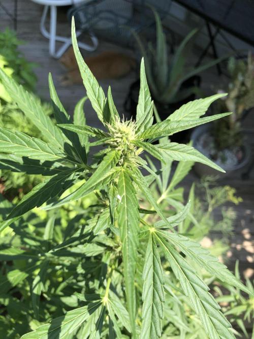 Pine Auto Outdoor Spring 26'. Week 5