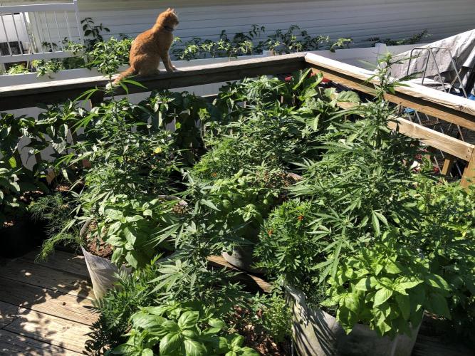 Pine Auto Outdoor Spring 26'. Week 5