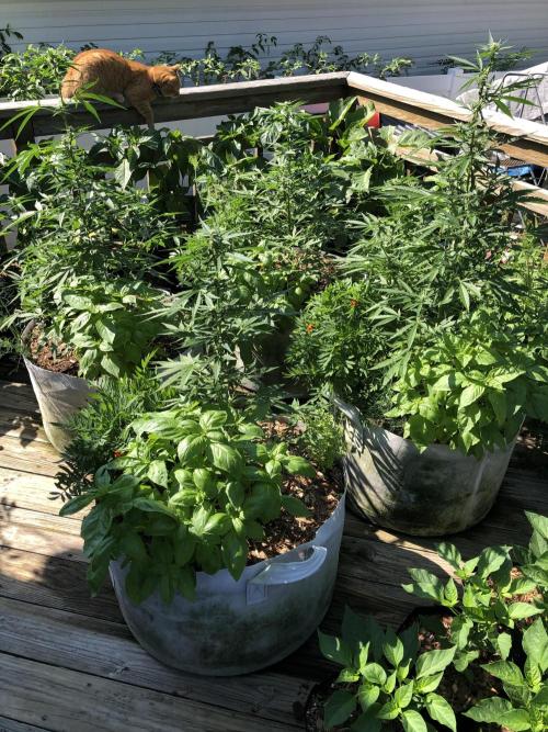 Pine Auto Outdoor Spring 26'. Week 5