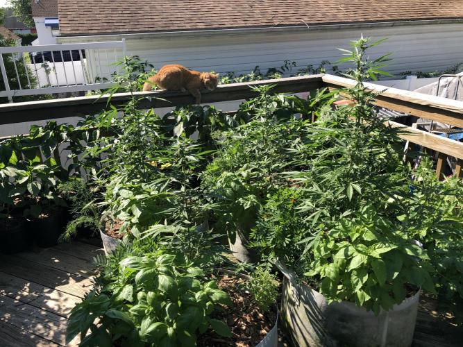Pine Auto Outdoor Spring 26'. Week 5