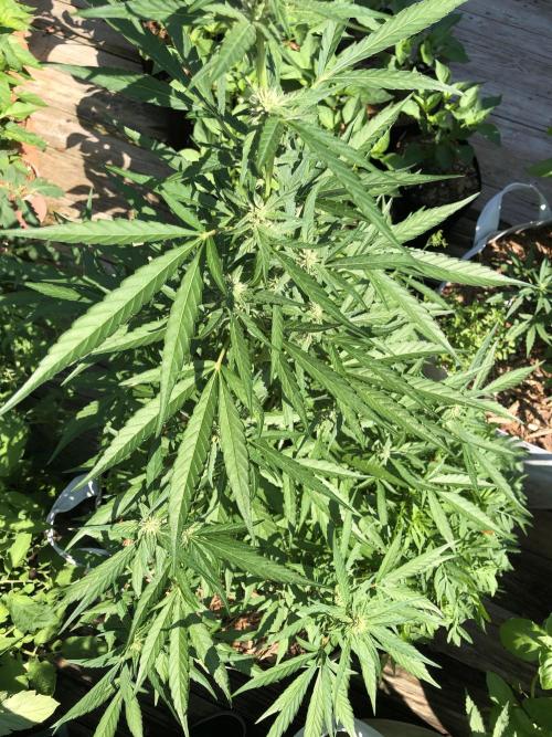 Pine Auto Outdoor Spring 26'. Week 5