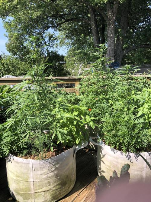 Pine Auto Outdoor Spring 26'. Week 5