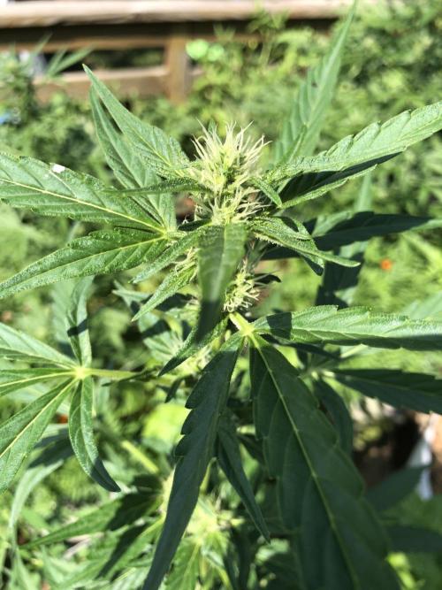 Pine Auto Outdoor Spring 26'. Week 5