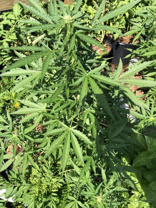 Pine Auto Outdoor Spring 26'. Week 5